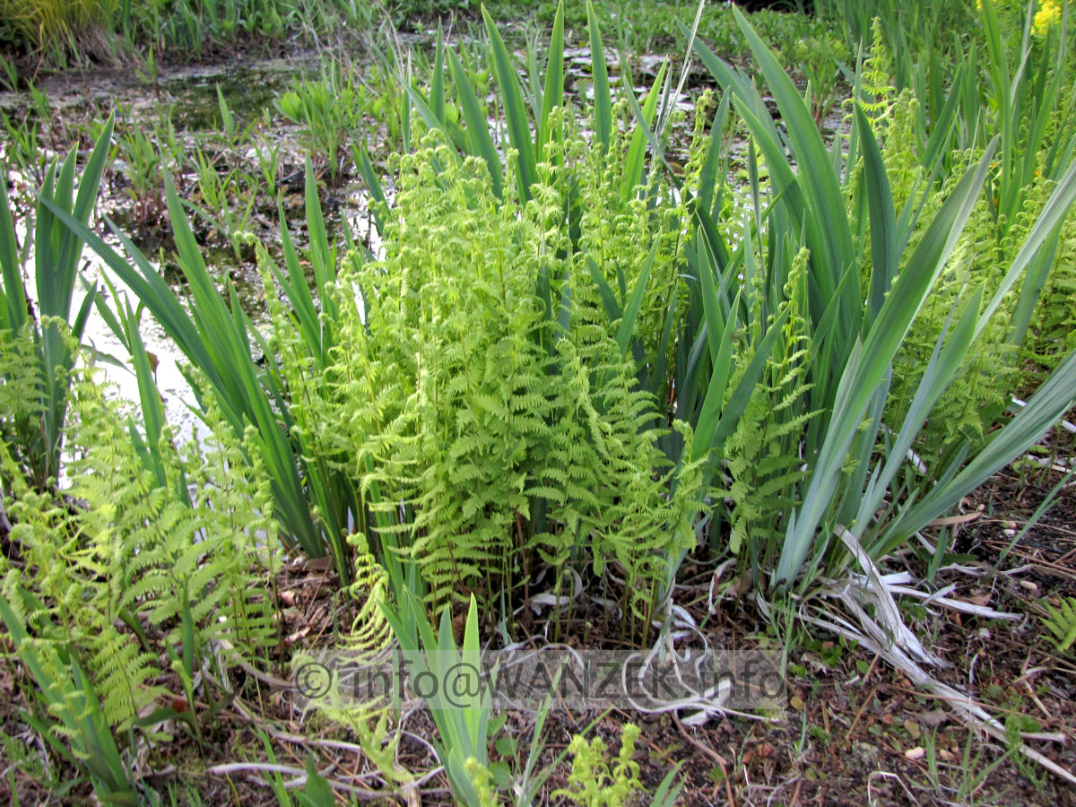 Thelypteris palustris - Sumpffarn.JPG